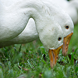 Mollig warme, herrlich leichte Daunen-Winterbettdecke Füllung